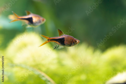 Freshwater fish Trigonostigma heteromorpha Harlequin rasbora in close view 