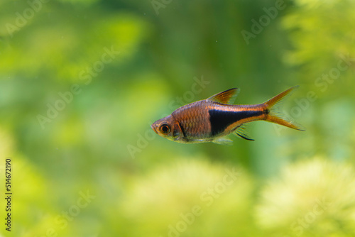 Freshwater fish Trigonostigma heteromorpha Harlequin rasbora in close view 