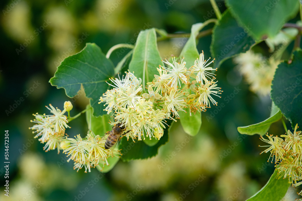 Close-up of Linden tree blossoms on a branch Close-up of Linden tree blossoms on a branch