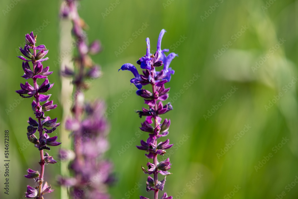 Fototapeta premium Purple wild flower blooming in the field close-up.