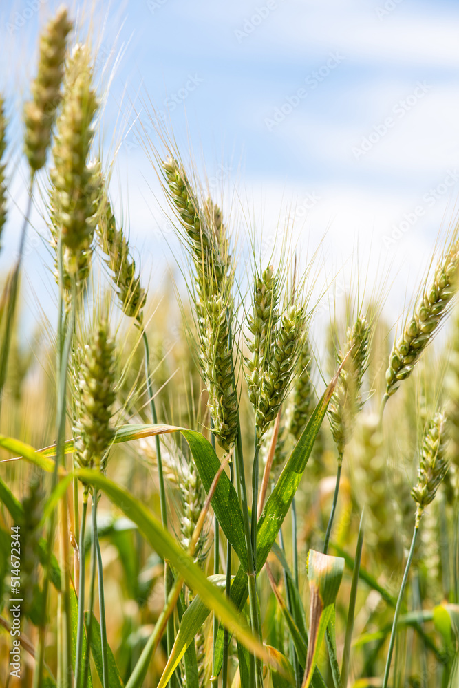 Ears of unripe wheat growing in a wheat field