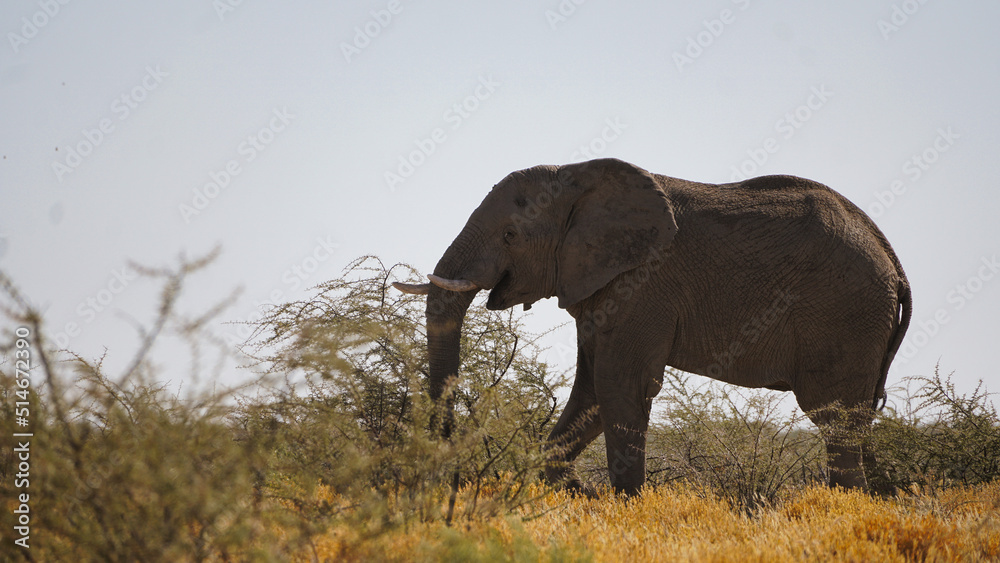Obraz premium Afrikanischer Elefant