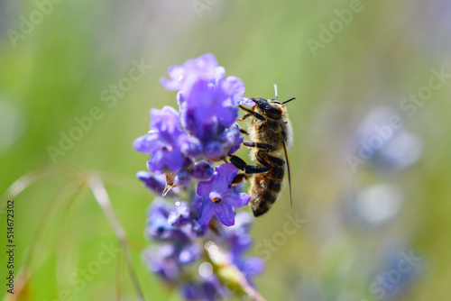 Close-up of bee on beautiful lavender blooming in early summer. © o_lypa