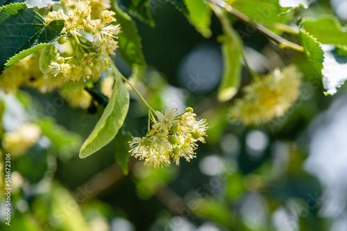 Close-up of Linden tree blossoms on a branch