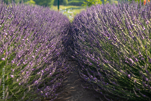 Rows of lavender on the field.