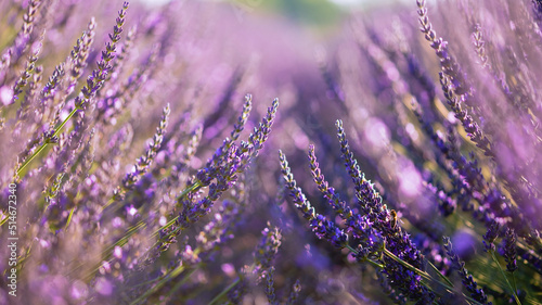 Lavender Flowers. Lavender herb flower field in summer with copy space.