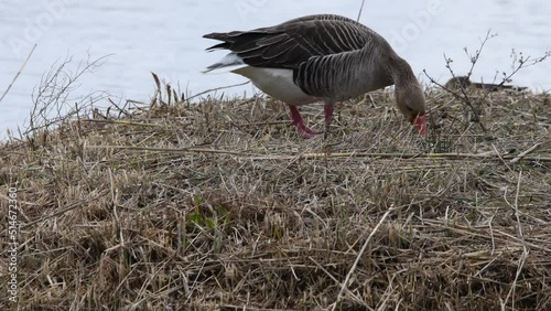 Birds resting and feeding in a natural reserve in Spain