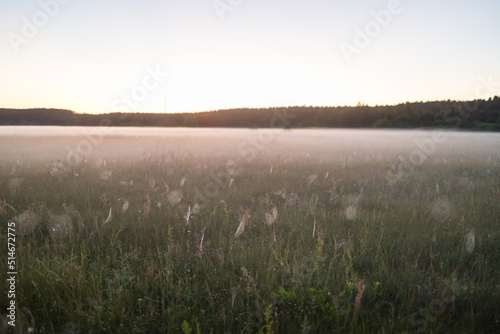 Cobwebs on the meadow grass glow in the backlight at sunset  a beautiful landscape in the morning
