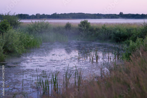 mist over swamp