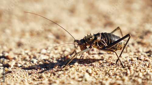 Afrikanisches Insekt Long Cricket photo