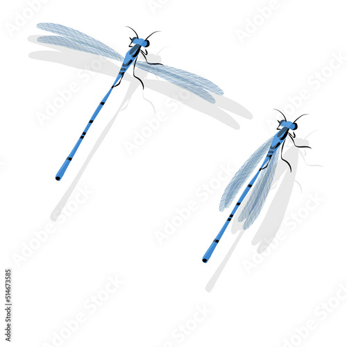 Blue dragonfly vector illustration isolated on white background