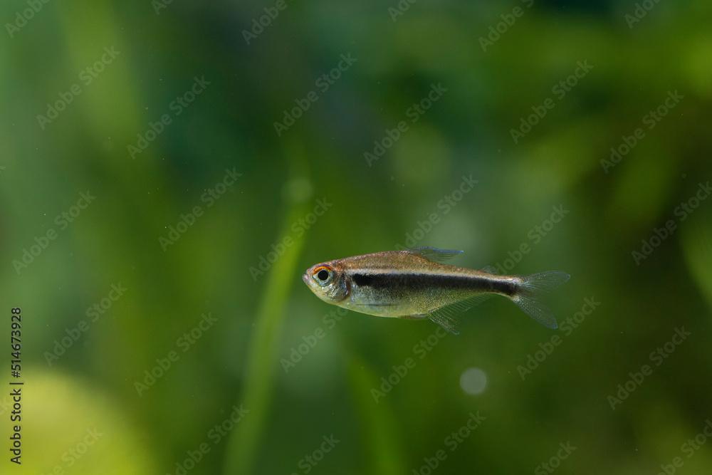 Freshwater fish Black neon Hyphessobrycon Cheirodon herbertaxelrodi in close view