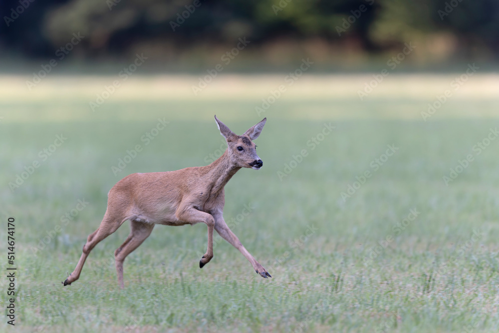 Fototapeta premium European Roe-Deer Capreolus capreolus in close-up