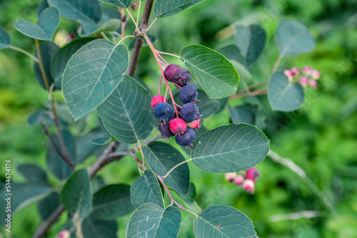 Canvastavla Close up of red and pink berries of the plant shadbush or juneberry or Amelanchi