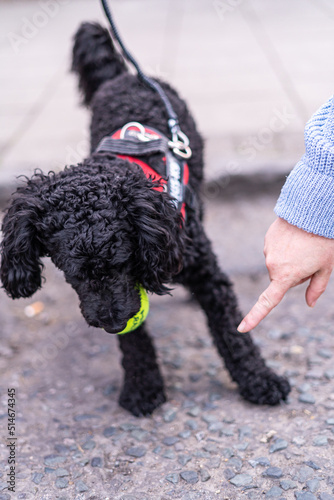 Small black puddle dog holding a tennis ball resisting owners hand demanding to give the ball back. Felame hand using gestures on dog to make him obedient and drop the ball.