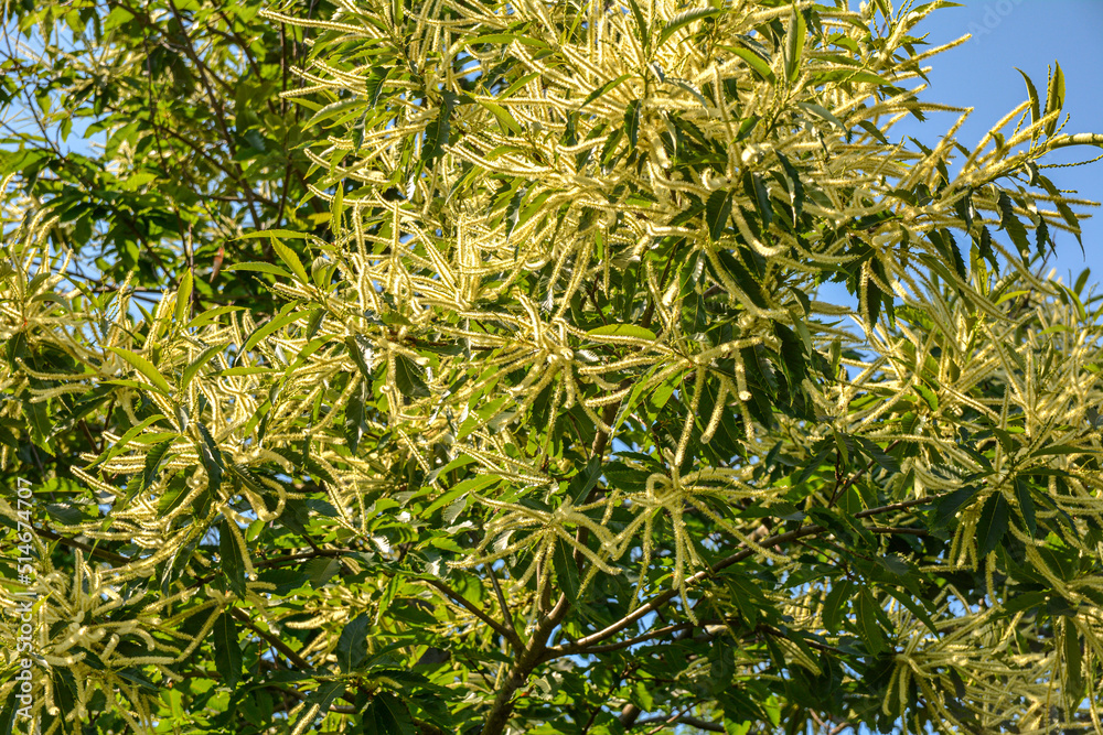 Fototapeta premium Blooming sweet Chestnut tree, edible plant.