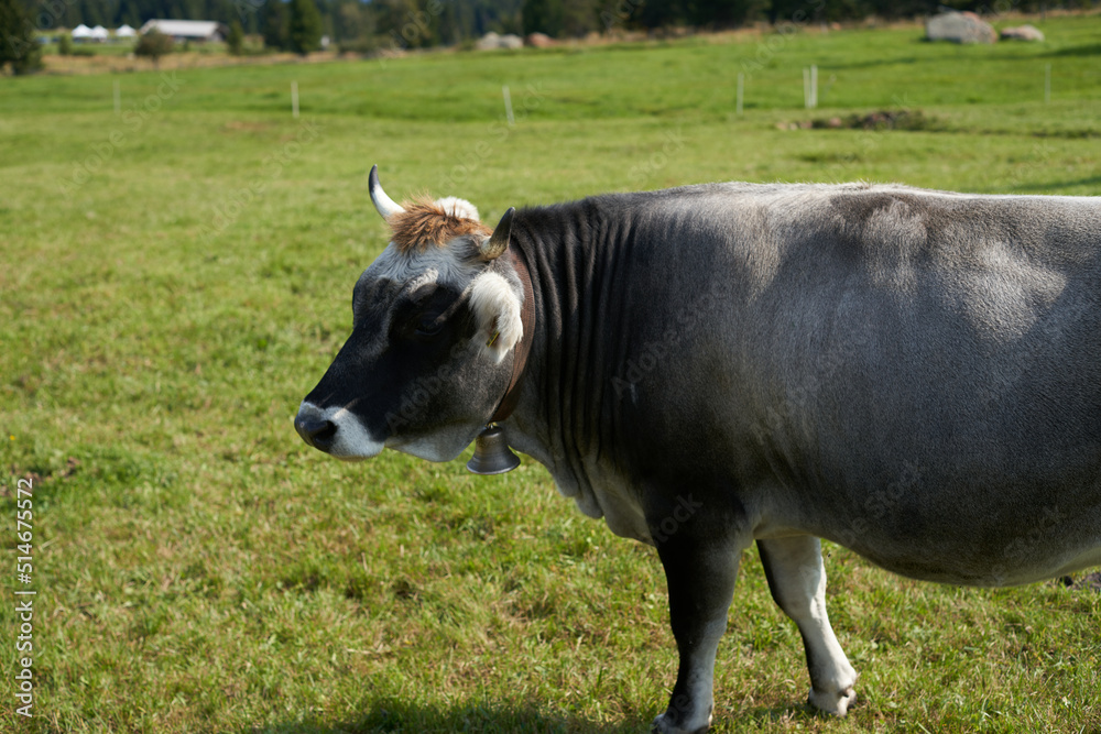 Grey Cow on Field. Farm Animal grazing on green grassy field Grey Cow on Field. Farm Animal grazing on green grassy field
