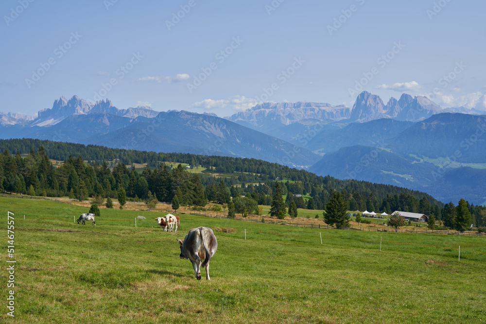 Cows grazing on mountain field. Dolomites in the Background. Mountain landscape