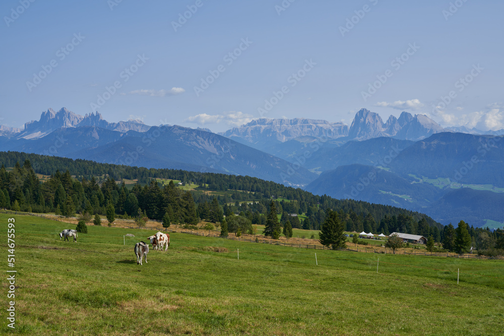 Beautiful Mountain Landscape in the Alps. Cows on Fields and Dolomites in the background. Hiking in the Mountains