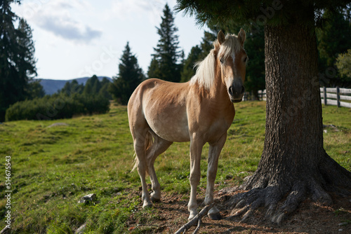 haflinger Horse looking for shade under a Tree on sunny and hot day