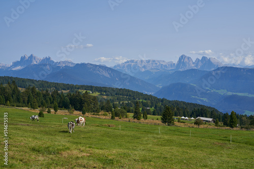 Beautiful Mountain Landscape in the Alps. Cows on Fields and Dolomites in the background. Hiking in the Mountains