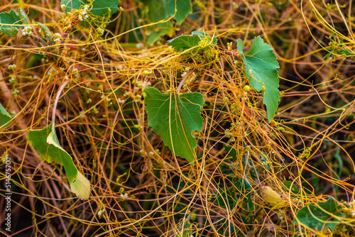 Amar bail or dodder (Cuscuta) - yellow parasitic plant without leaves. Cuscuta is a commonly used in traditional Chinese medicine. on green grass, racemosa,  cipó-chumbo, Yellow filaments photo