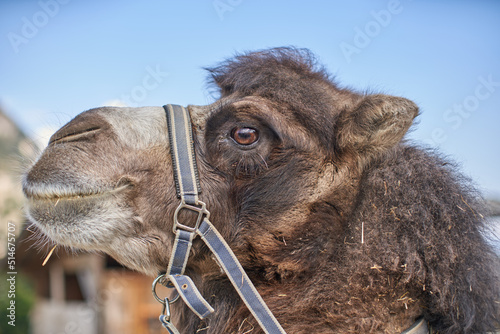 Camel Head closeup. Cute Camel with Harness.