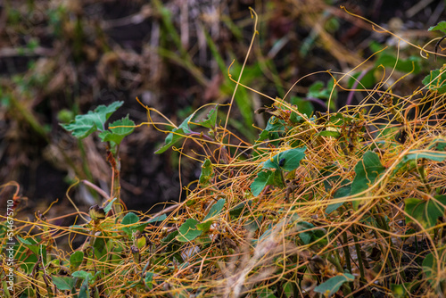 Amar bail or dodder (Cuscuta) - yellow parasitic plant without leaves. Cuscuta is a commonly used in traditional Chinese medicine. on green grass, racemosa, cipó-chumbo, Yellow filaments