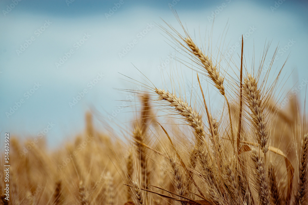 Wheat field. Ears of golden wheat close up. Beautiful Nature Sunset Landscape. Rural Scenery under Shining Sunlight. Background of ripening ears of meadow wheat field. Rich harvest Concept, blue sky Wheat field. Ears of golden wheat close up. Beautiful Nature Sunset Landscape. Rural Scenery under Shining Sunlight. Background of ripening ears of meadow wheat field. Rich harvest Concept, blue sky