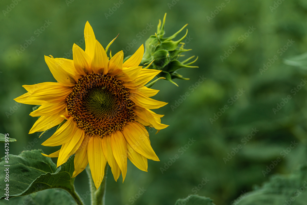 one Beautiful sunflower on a sunny day with a natural background. Selective focus. High quality photo, against sunset golden light, Sunflower blooming. Close-up of sunflower. yellow oange one Beautiful sunflower on a sunny day with a natural background. Selective focus. High quality photo, against sunset golden light, Sunflower blooming. Close-up of sunflower. yellow oange