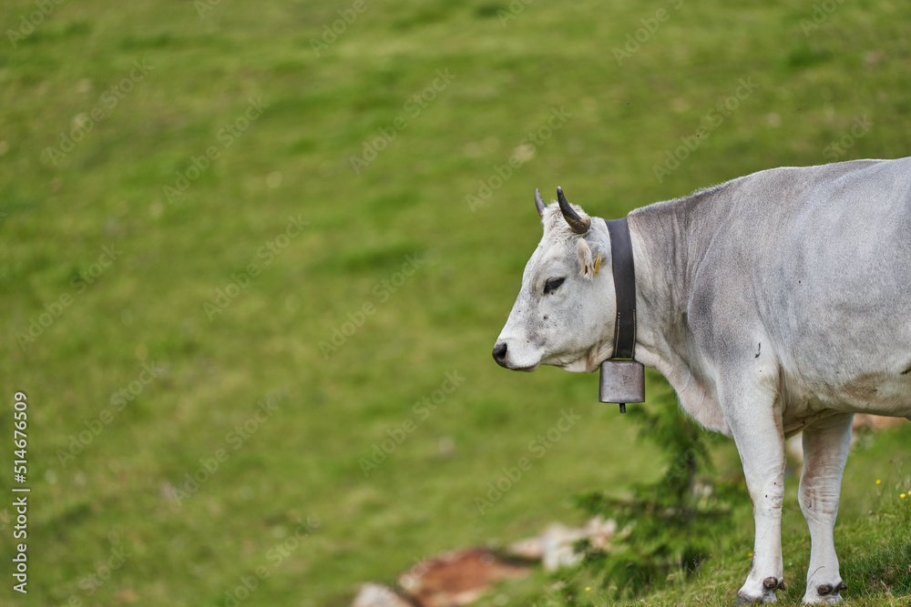 Grey Cow with large horns on Giovo Pass in Italy. Cows on Mountain in the Alps Grey Cow with large horns on Giovo Pass in Italy. Cows on Mountain in the Alps