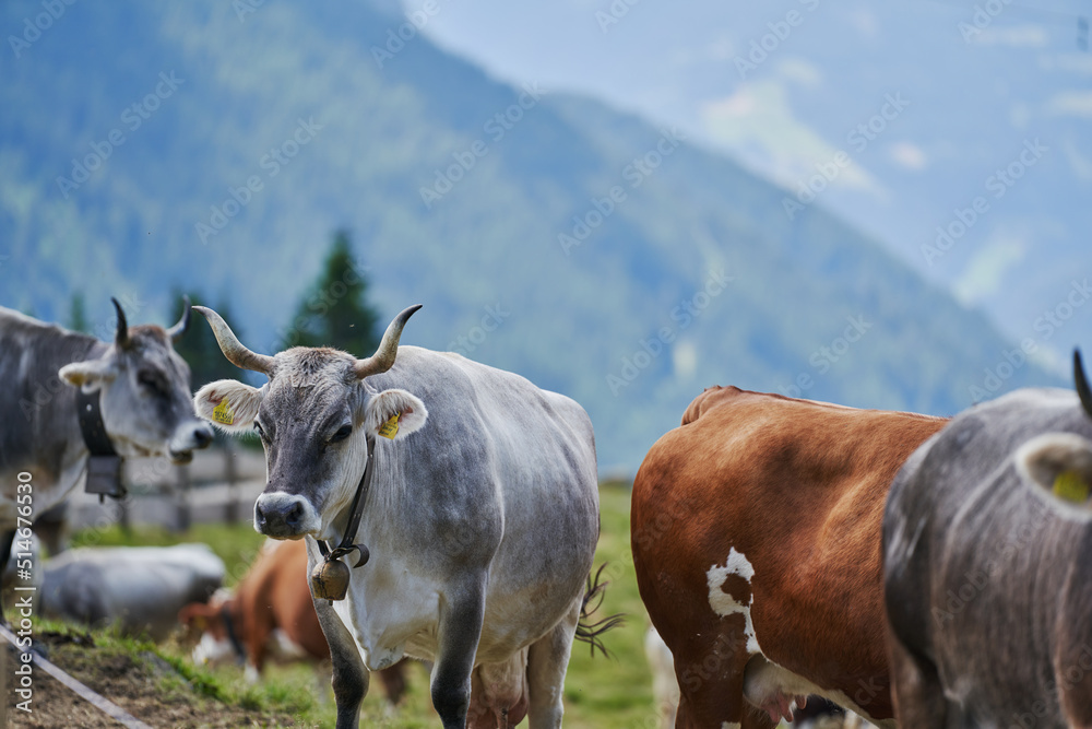 Cows on Pasture in the Alps. Grey Cows with large Horns Cows on Pasture in the Alps. Grey Cows with large Horns