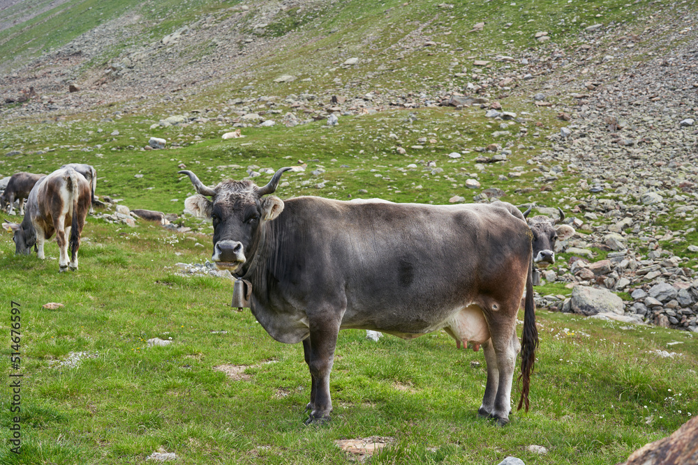 Fototapeta premium Grey Cow with large horns on Rombo Pass in Italy. Cows on Mountain in the Alps