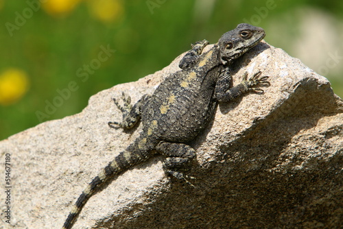 The lizard sits on a large stone in a city park.