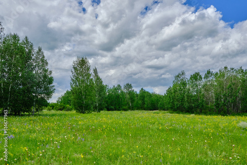 Forest clearing with flowering grasses background birch forest.