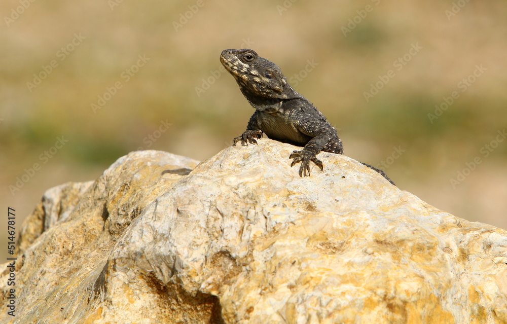The lizard sits on a large stone in a city park. The lizard sits on a large stone in a city park.