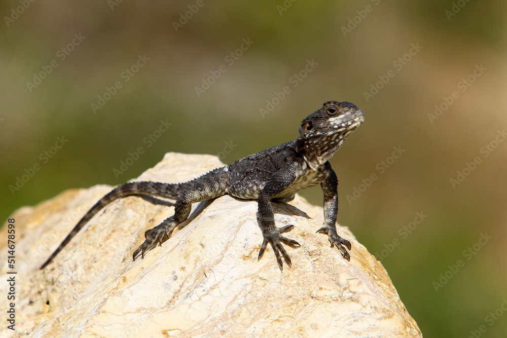 The lizard sits on a large stone in a city park. The lizard sits on a large stone in a city park.