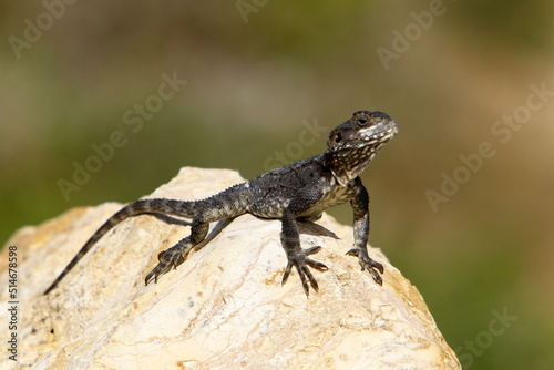 The lizard sits on a large stone in a city park.