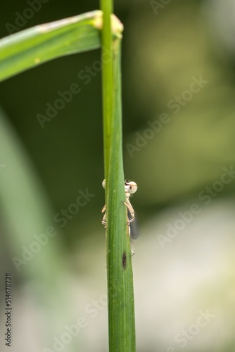 Blue-tailed damselfly partially hidden behind a blade of grass. Macro.