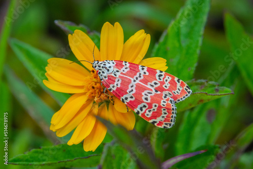 Rattlebox Moth or Bella Moth