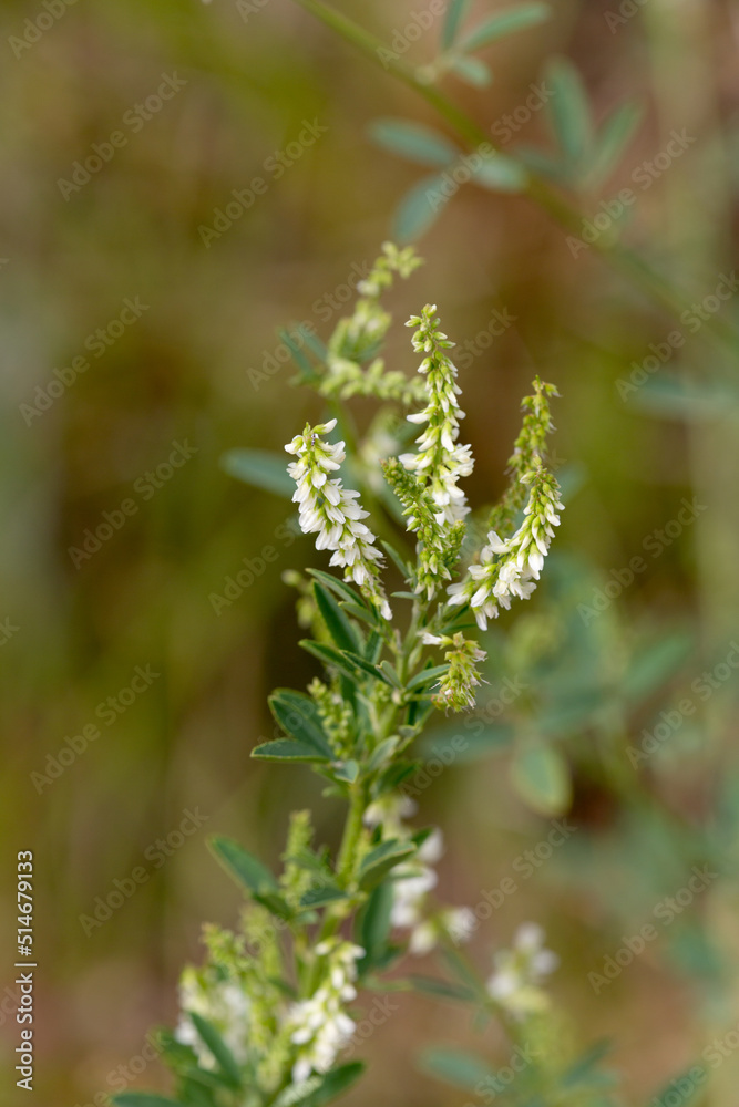 Macrophotographie de fleur sauvage - Mélilot blanc - Melilotus albus