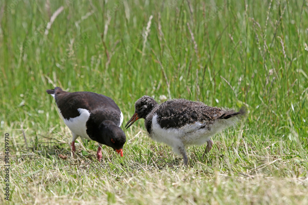 Black and white colored oystercatcher mother with her young in spring Black and white colored oystercatcher mother with her young in spring