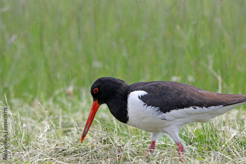 Black and white colored oystercatcher mother bird in spring. Looking for food for her young Black and white colored oystercatcher mother bird in spring. Looking for food for her young