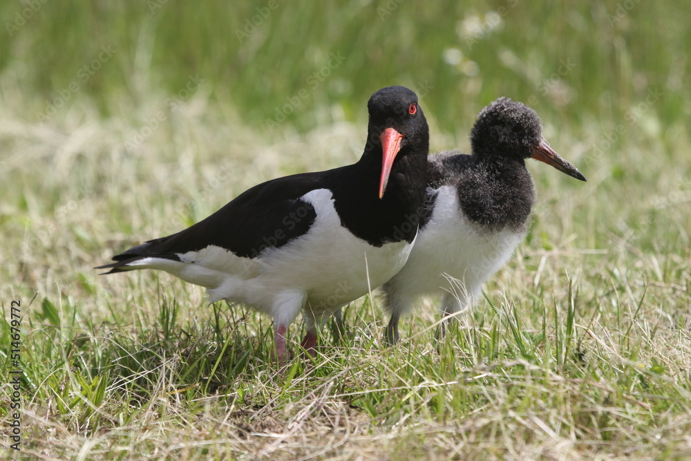 Black and white colored oystercatcher mother with her young in spring Black and white colored oystercatcher mother with her young in spring