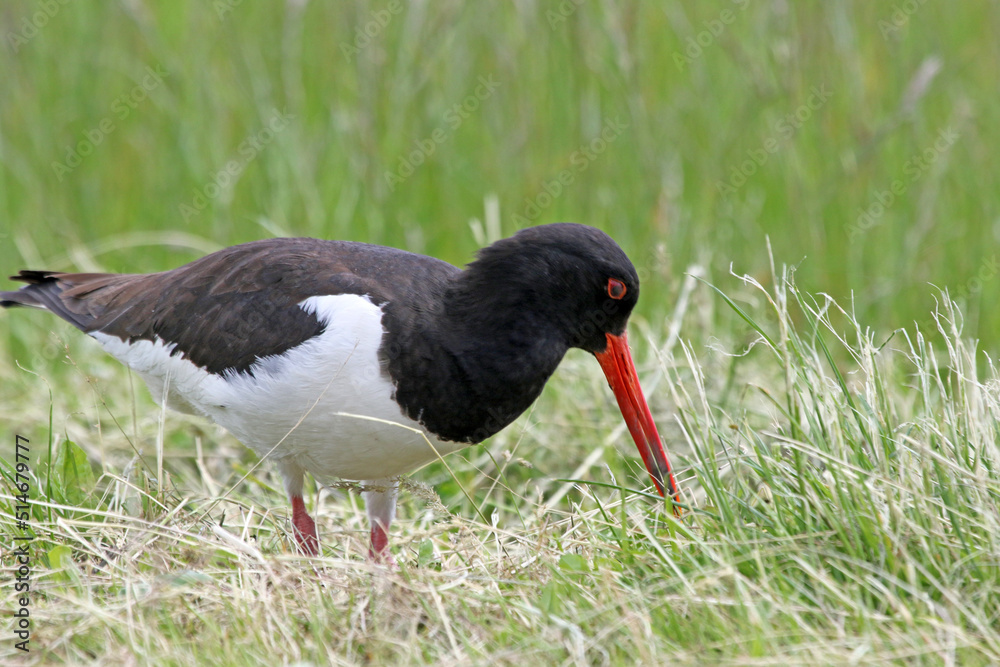 Black and white colored oystercatcher mother bird in spring. Looking for food for her young Black and white colored oystercatcher mother bird in spring. Looking for food for her young