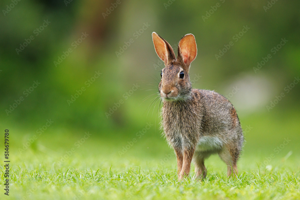 Fototapeta premium Rabbit on green grass