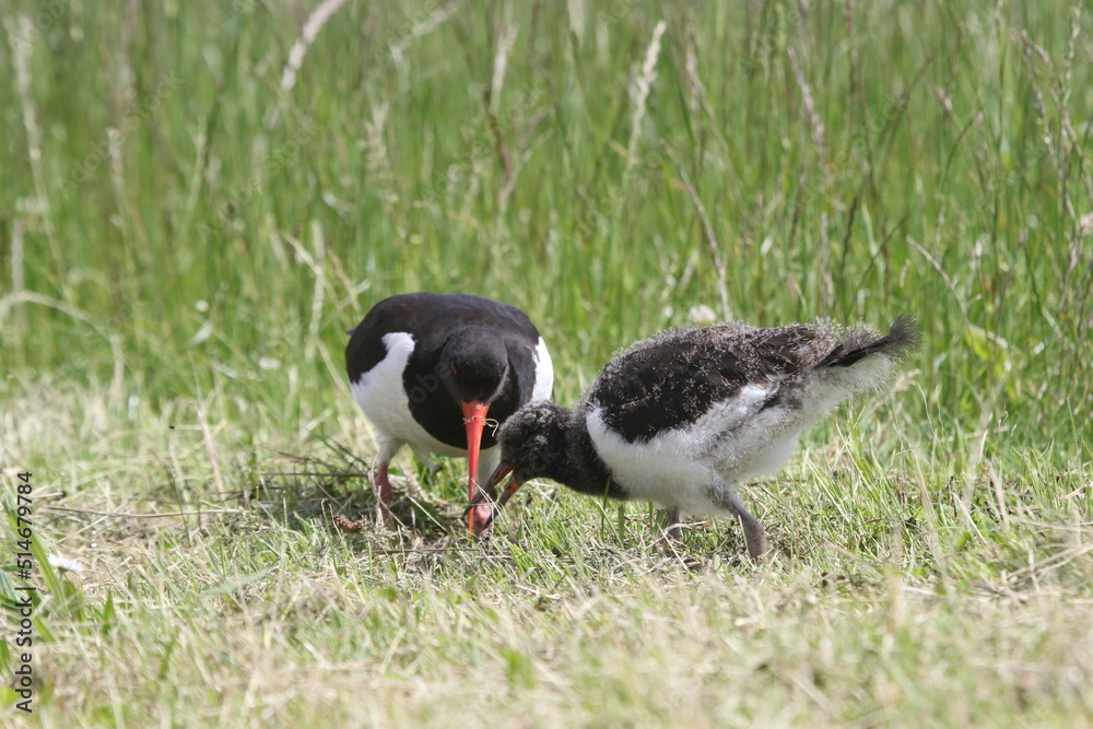 Black and white colored oystercatcher mother with her young in spring Black and white colored oystercatcher mother with her young in spring
