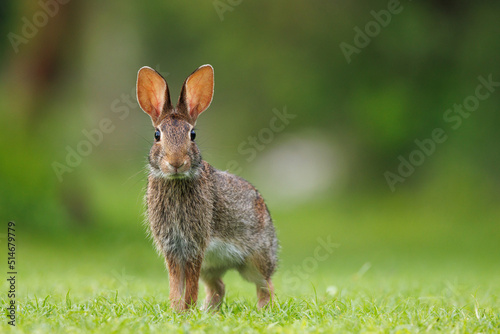 Fototapeta Naklejka Na Ścianę i Meble -  Rabbit on green grass