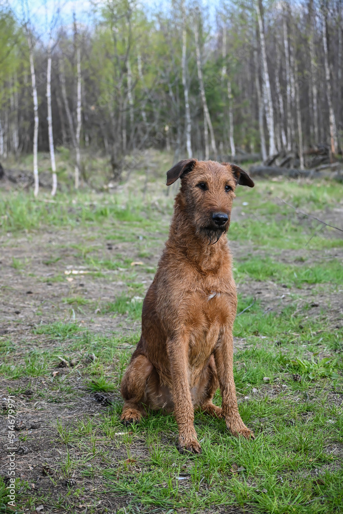 Irish terrier. Irish terrier.