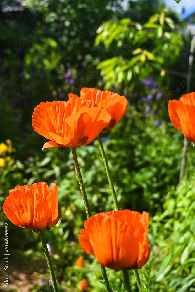 Scarlet poppies.